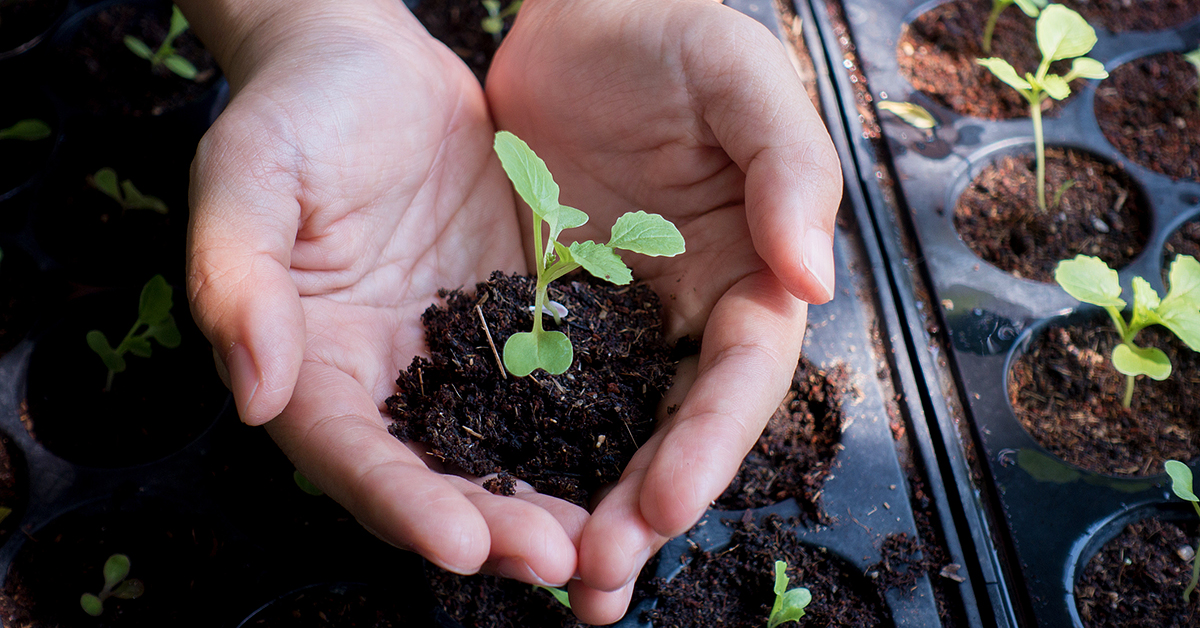 7 conseils pour bien réussir le semis de basilic en pot ou au potager