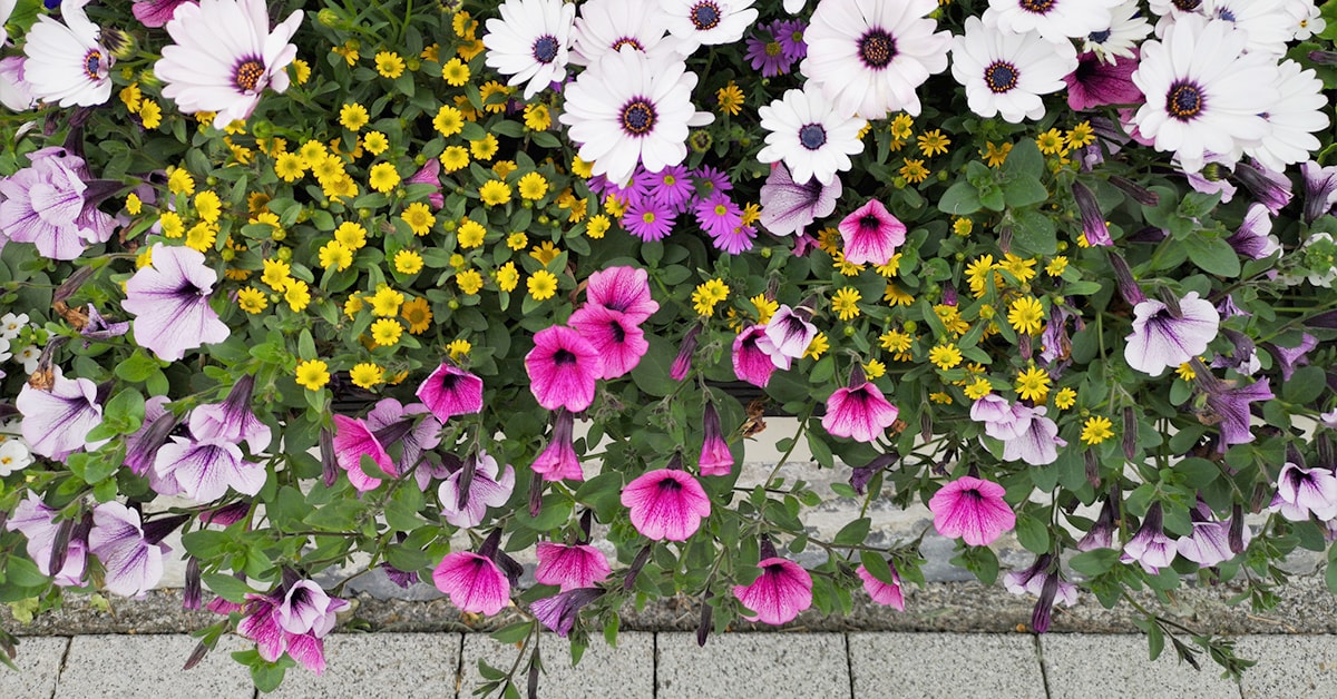 Fleurs annuelles - agencements en pots ou platebandes