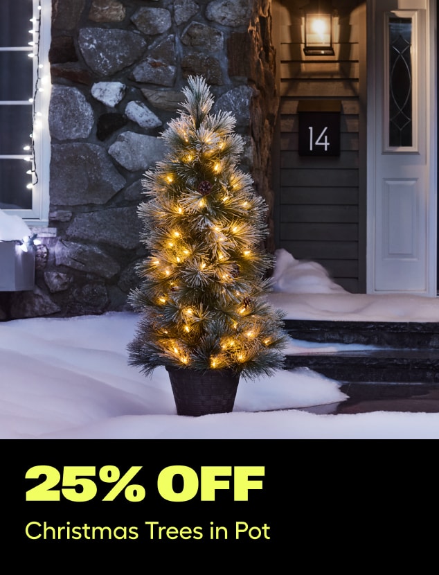 25% off
Christmas Trees in Pot