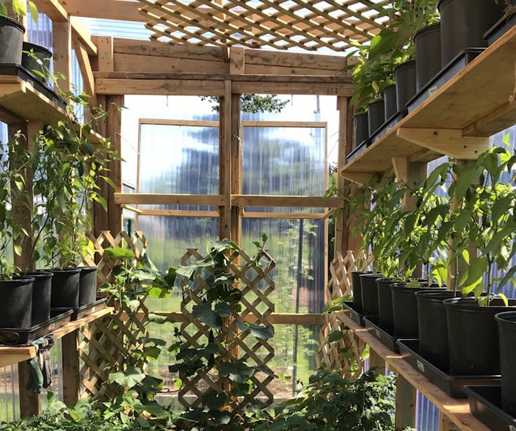 Trellis in a garden greenhouse