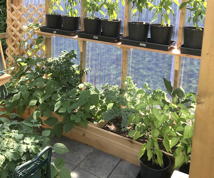 DIY greenhouse filled with vegetable plants