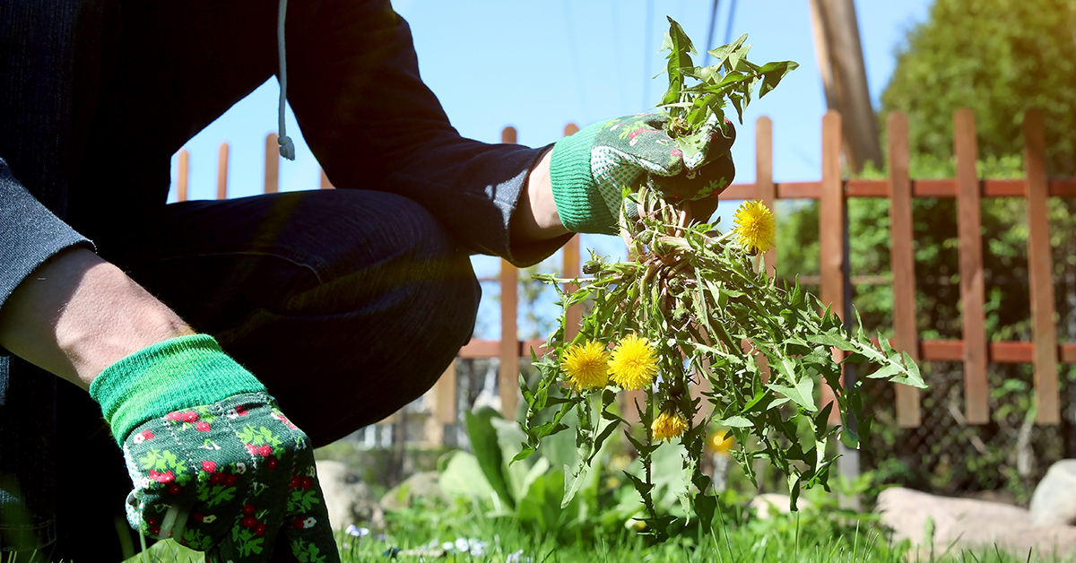 Femme tenant un plant de pissenlit