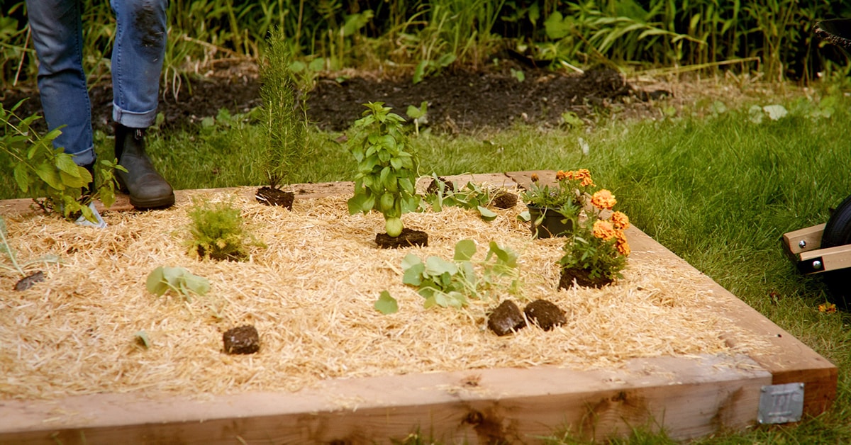 How to Master Lasagna Gardening