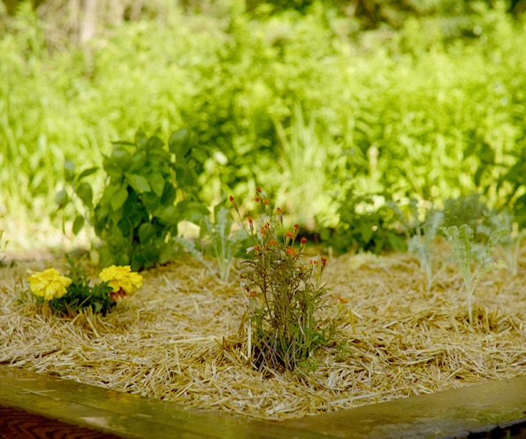 Jardin avec de la paille et des fleurs