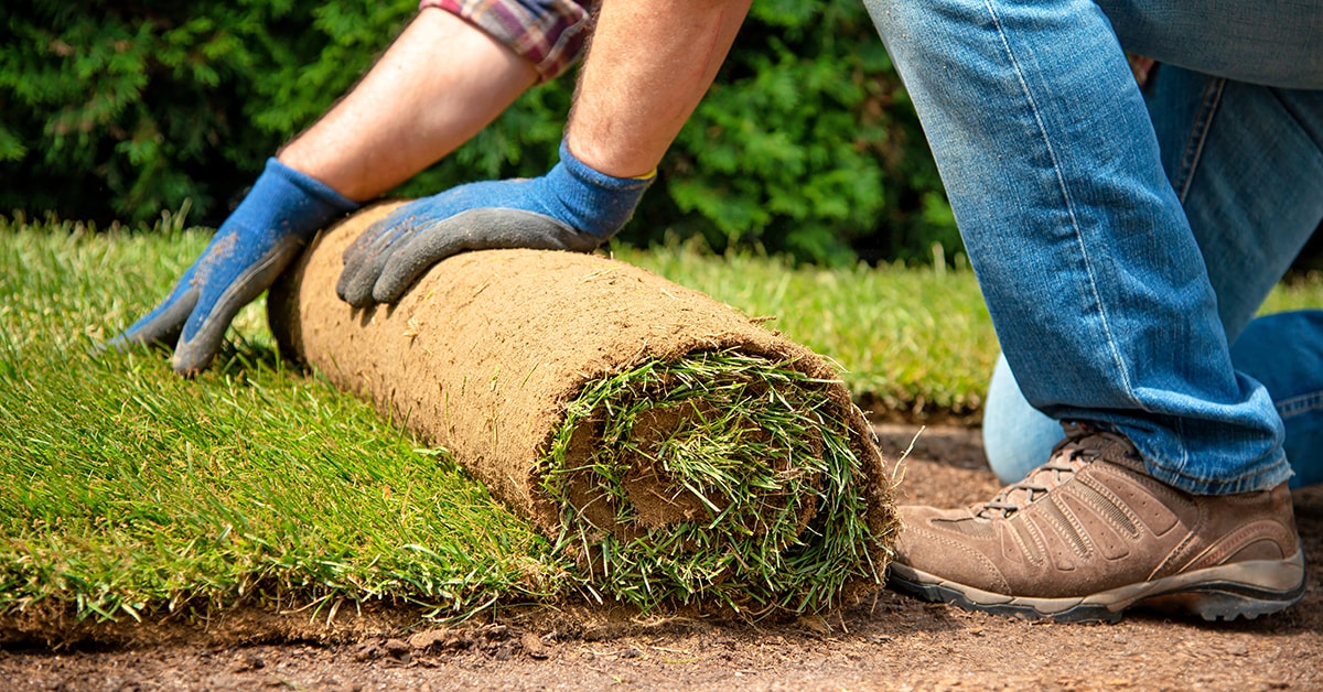 Sod store for lawn