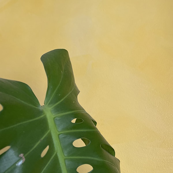 Plante verte devant un mur jaune