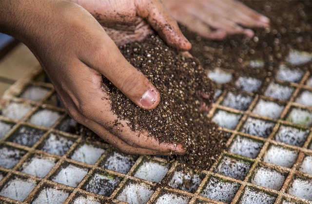 How to Grow Your Own Seedlings in a Few Simple Steps | RONA