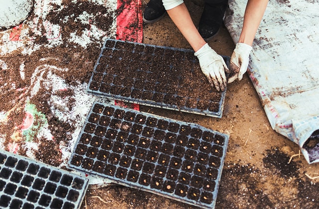 How to Grow Your Own Seedlings in a Few Simple Steps | RONA