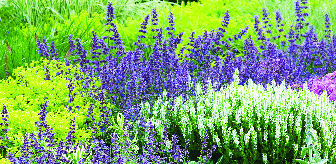 Plate-bande avec plusieurs variétés de fleurs