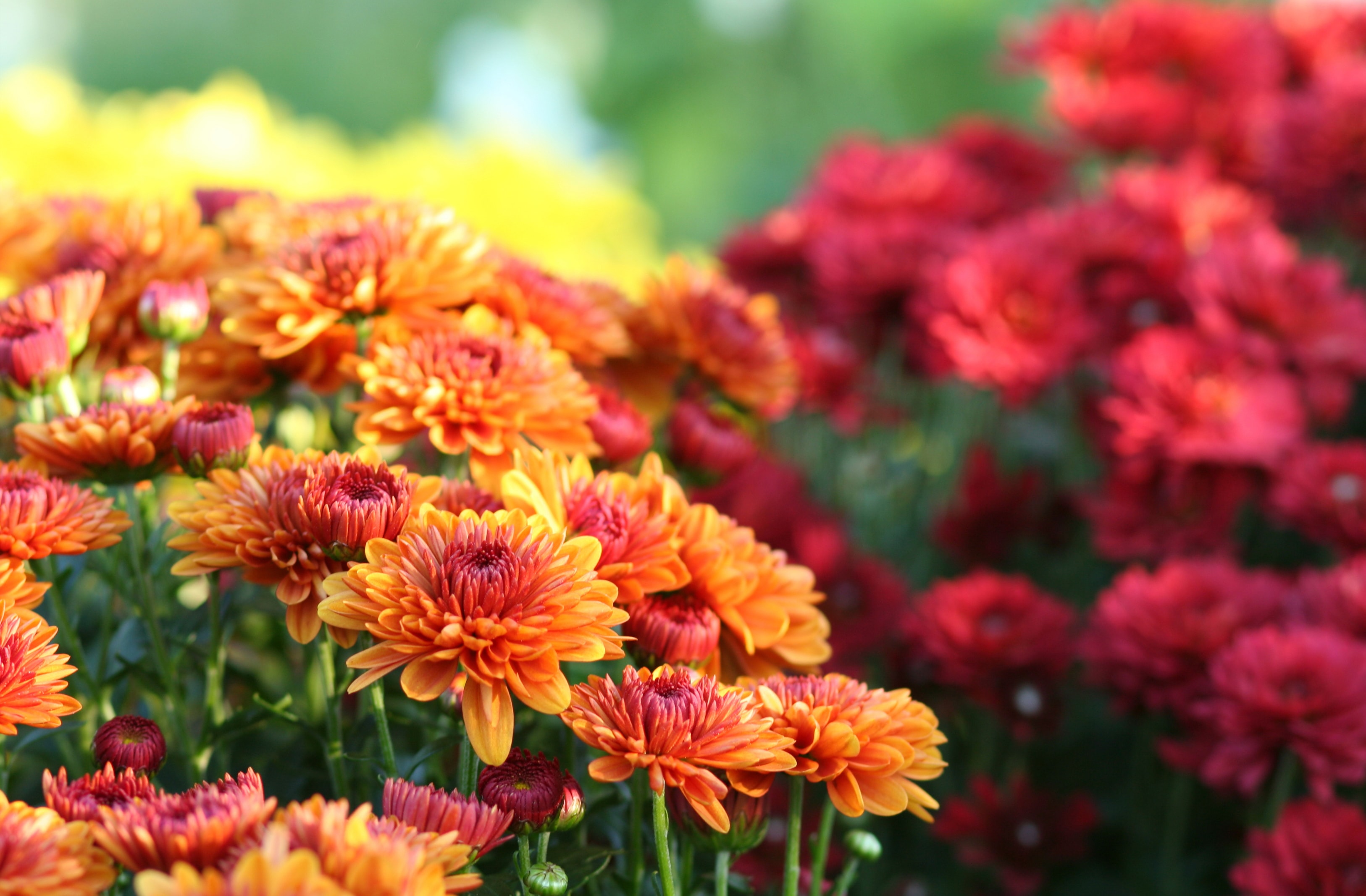 Notre sélection des 10 plus belles fleurs d'automne pour la