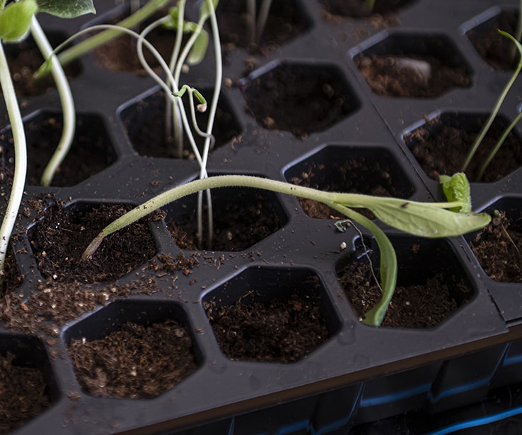 Seedling pinched at the stem and drooping