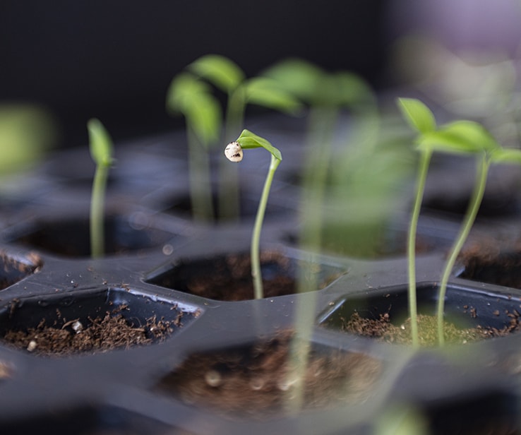 [Lumière améliorée] Kit de démarrage de semences avec lampe de croissance –  Plateau de démarrage de graines durable, plateau de démarrage de graines à