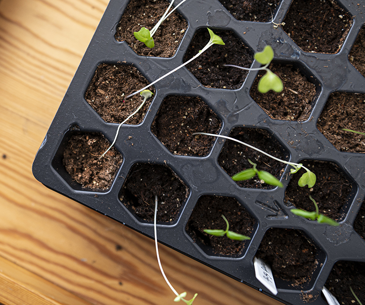 Wilted seedling in dry soil