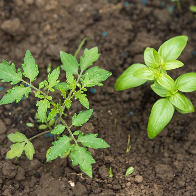 Petits plants de tomate et de basilic