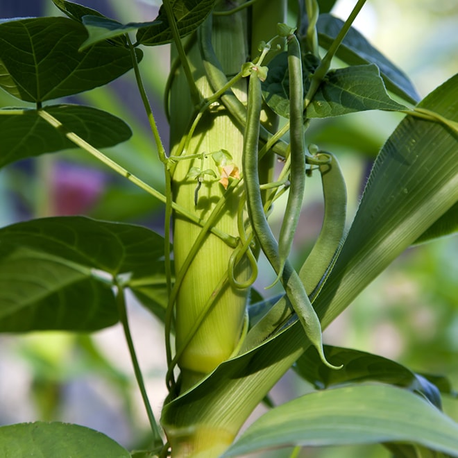 Haricots grimpants sur un plant de maïs