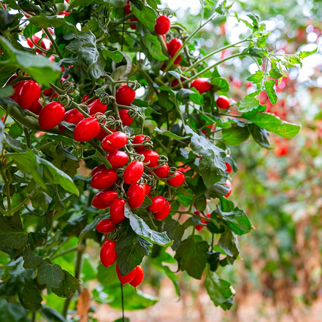 A close up of red cherry tomatoes