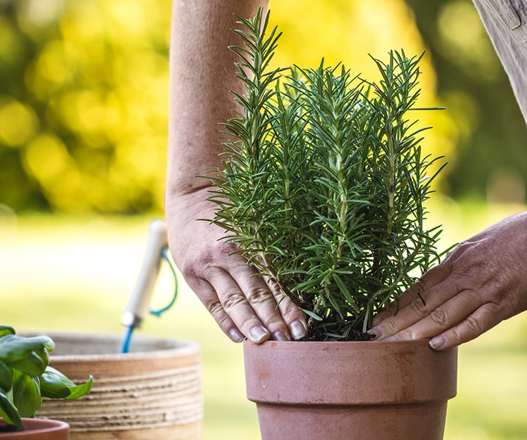 Person compacting soil around a plant