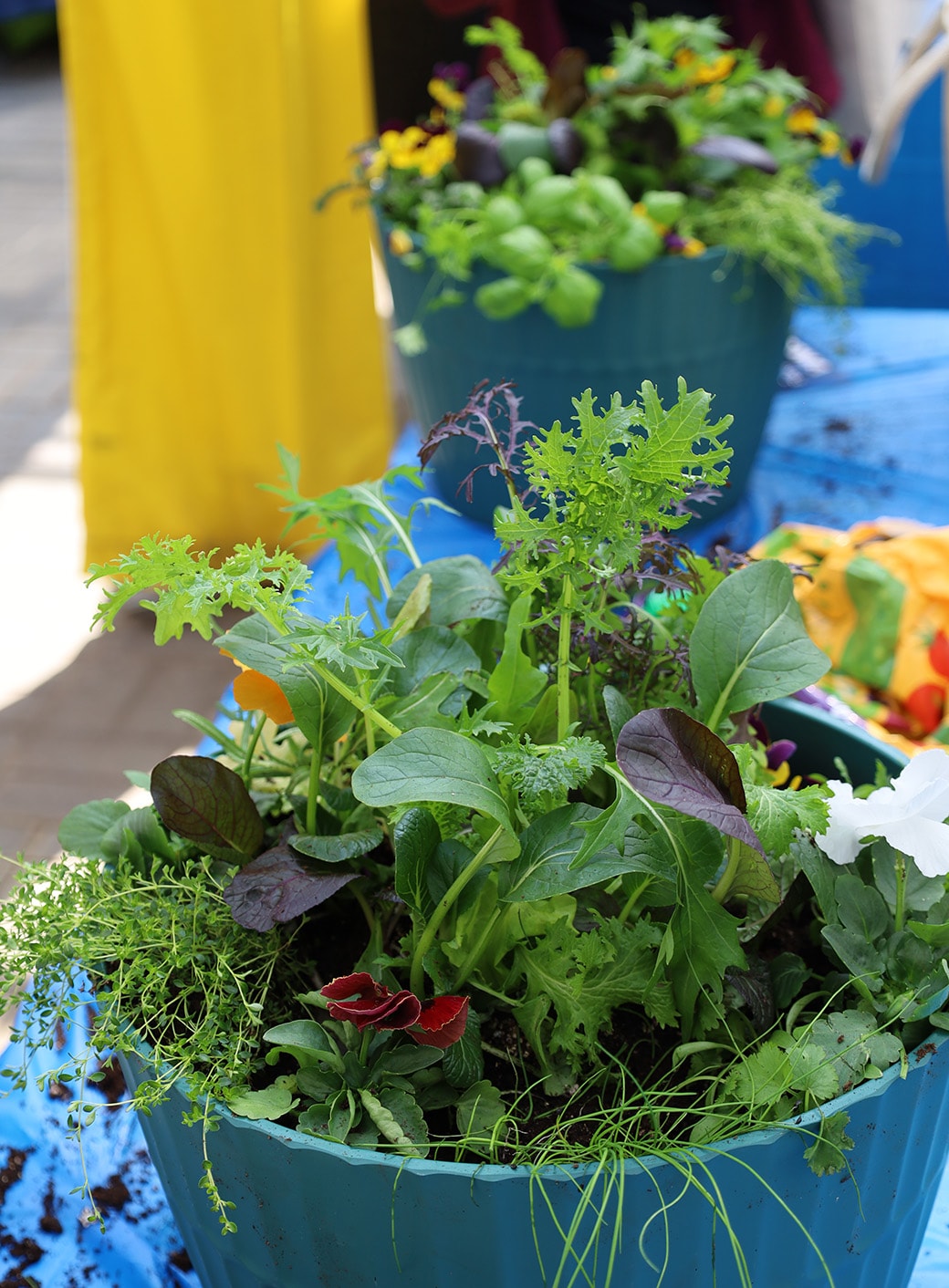 Planter filled with edible plants