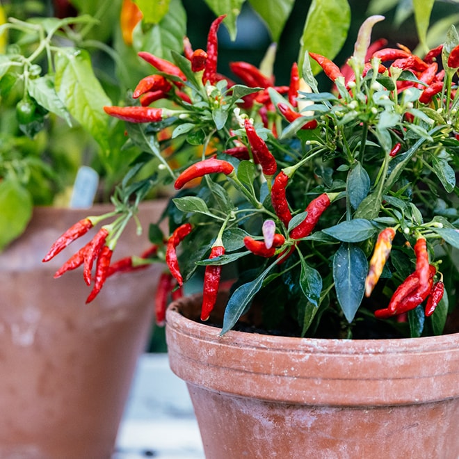 A hot pepper plant