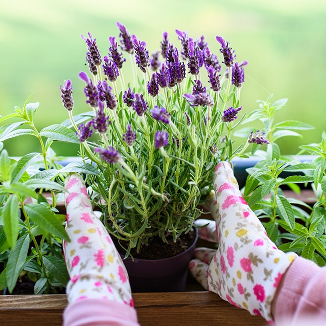 A lavender plant in a planter