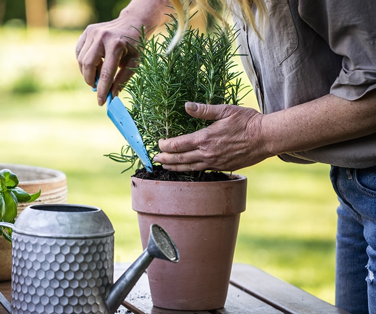 Person planting a plant