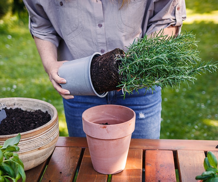 Person removing a plant from a plastic container