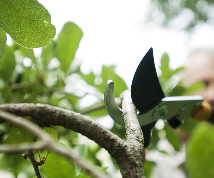 Homme coupant une branche d’arbre