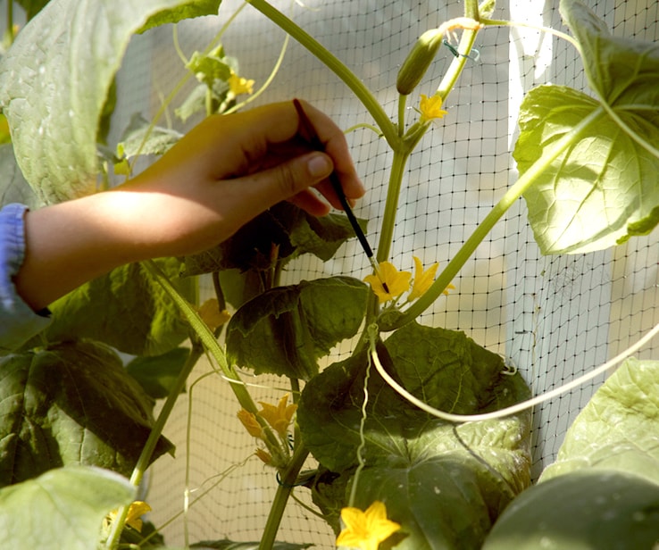 Woman pollinating a cucumber plant by hand