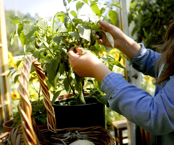 Woman handling a small hot pepper plant