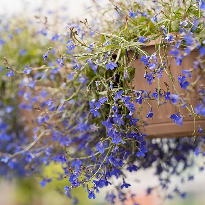 Petites fleurs retombantes mauves