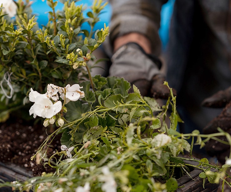 Homme plantant des fleurs