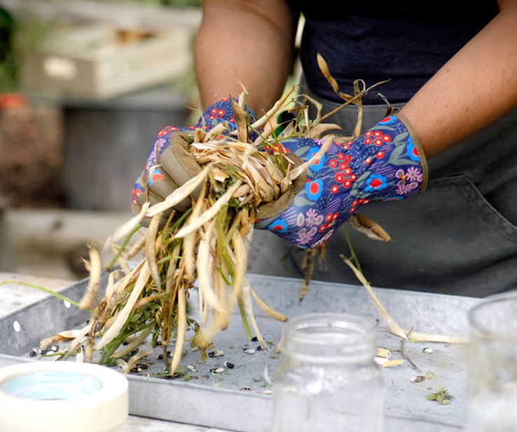 Woman brushing a dry bean stalk