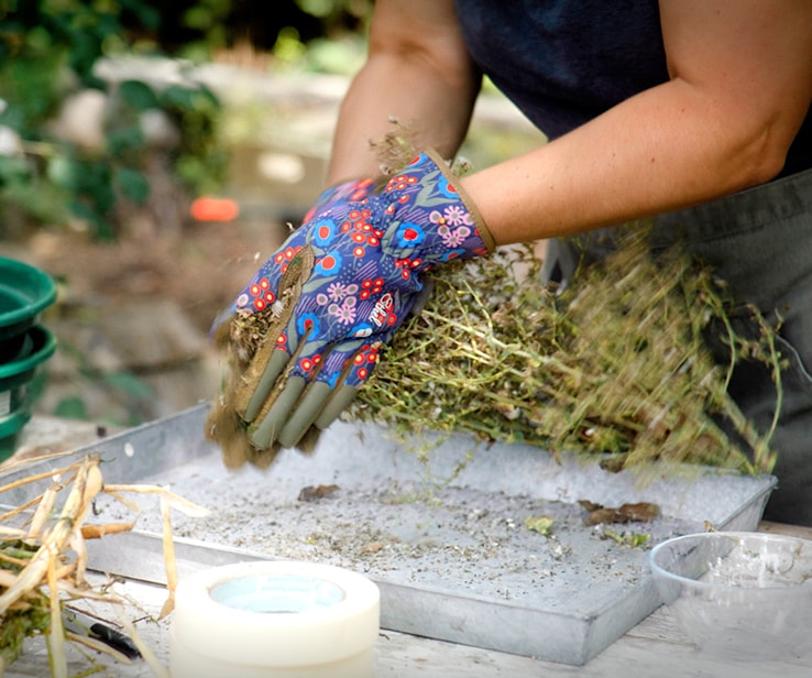 Woman rubbing a dried lettuce stalk