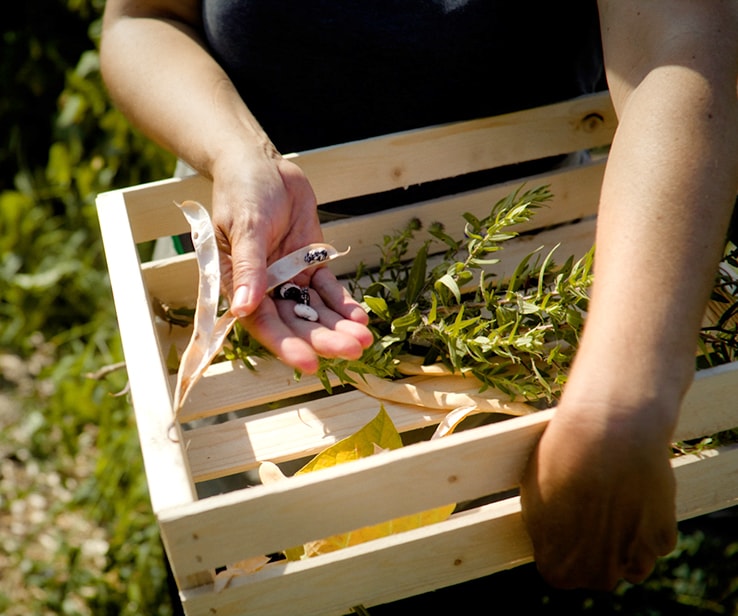 Woman handling bean seeds in the garden