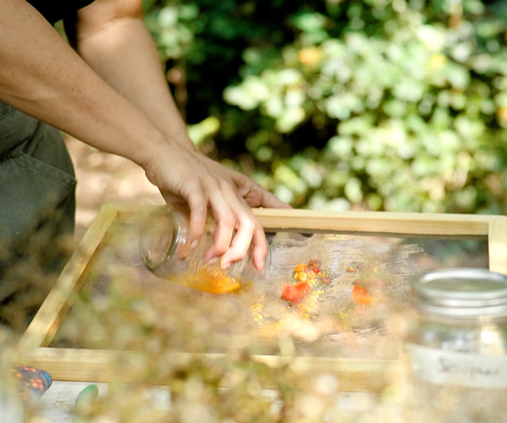 Woman pouring tomato seeds on a sieve