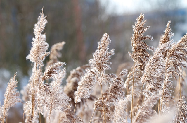 Protections hiver pour plantes acheter en ligne