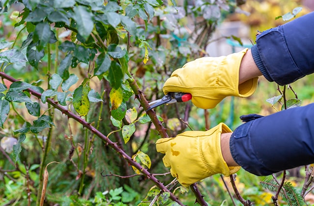 Person pruning a rose bush