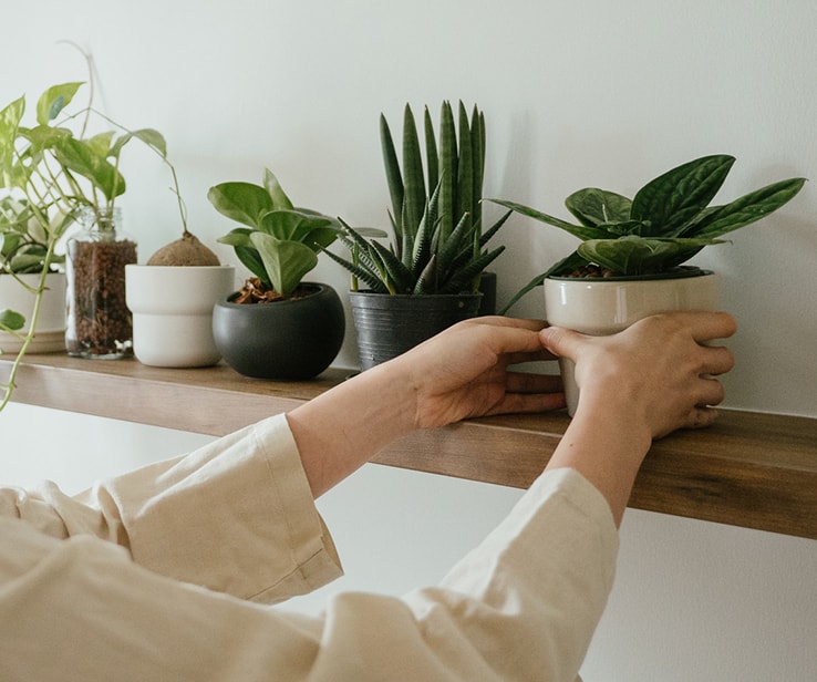 Woman placing a small plant on a shelf