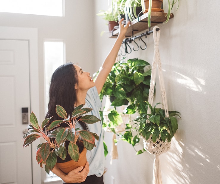 Woman placing houseplants on a shelf