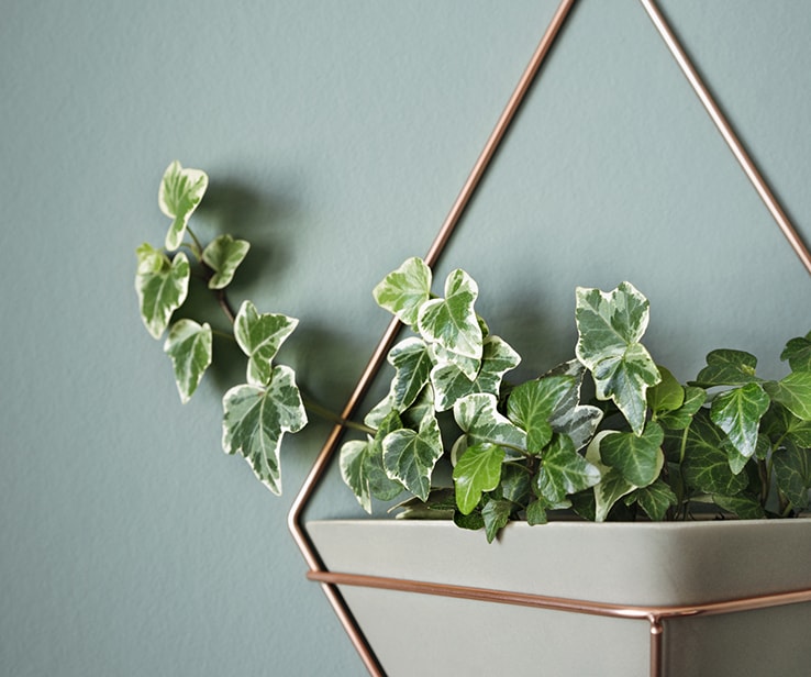 Plant in a wall-mounted planter on a blue wall