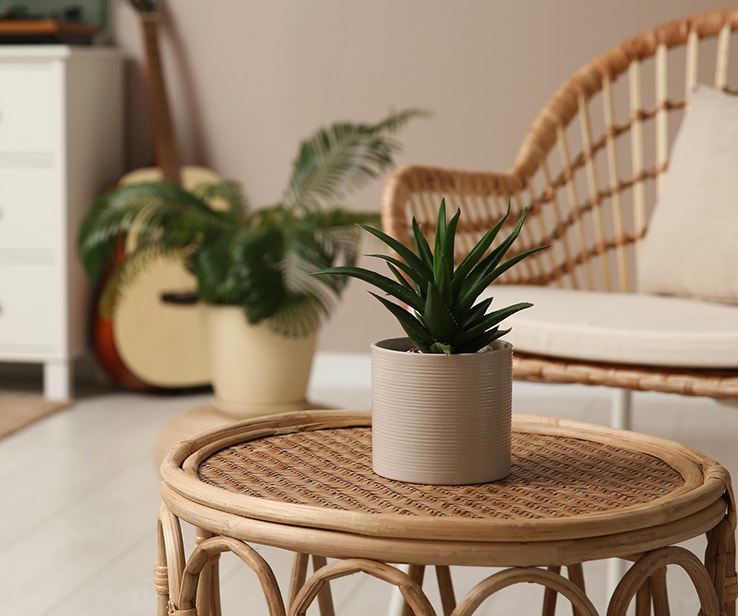 Plants in a room with earthy colours