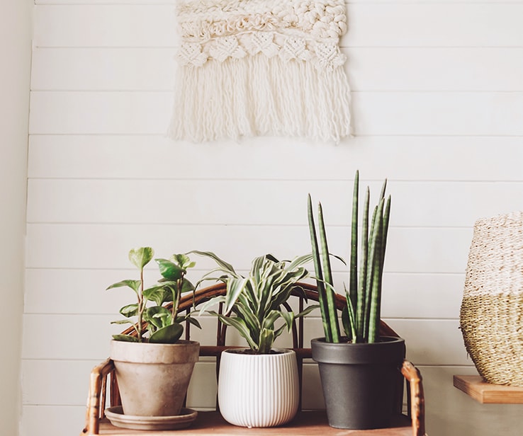 Indoor plants in front of a white shiplap wall