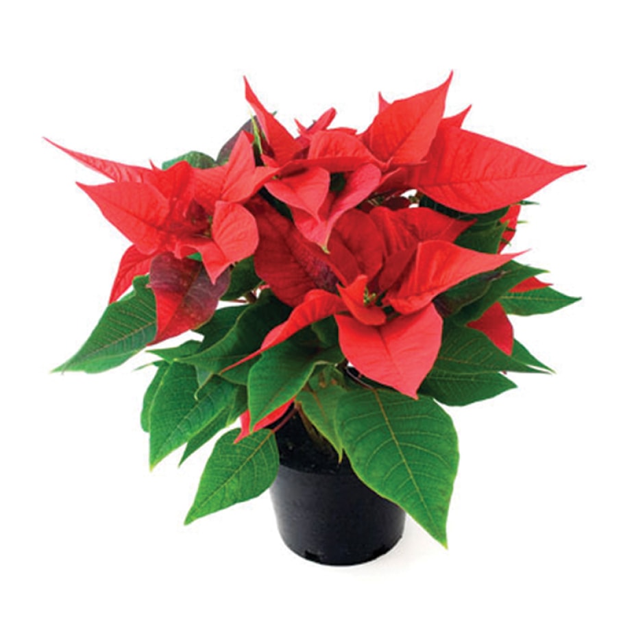 Poinsettias_Rona