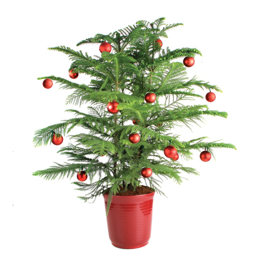 Potted Natural Christmas Trees_Rona